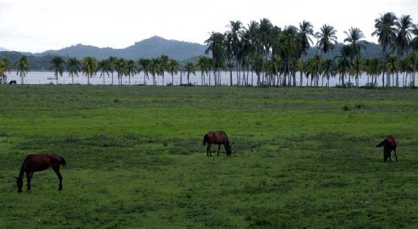 Playa Samara roaming wild horses by the beach Costa Rica
